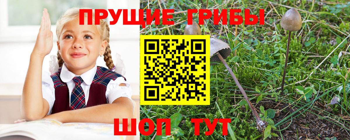 Псилоцибиновые грибы Psilocybe Светлоград